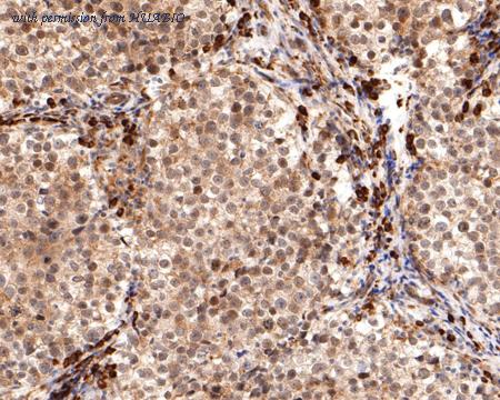 HUABIO HA720081 image 3