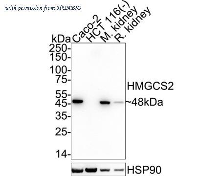 HUABIO HA720083 image 1