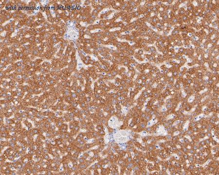 HUABIO HA720083 image 2