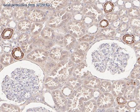 HUABIO HA720083 image 3