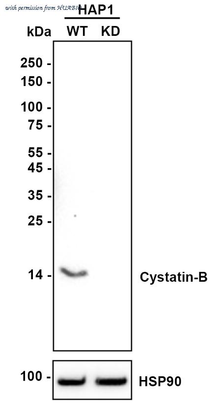 HUABIO HA720084 image 1