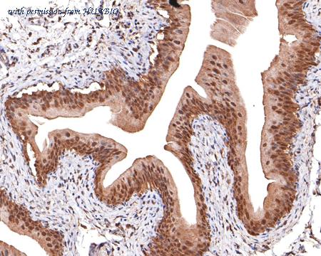 HUABIO HA720084 image 3