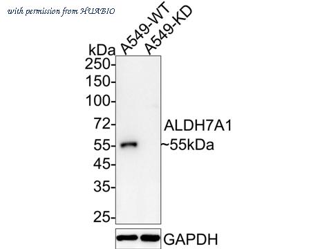 HUABIO HA720086 image 2