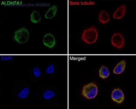 HUABIO HA720086 image 3