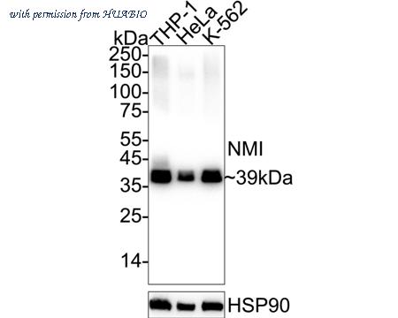 HUABIO HA720087 image 1