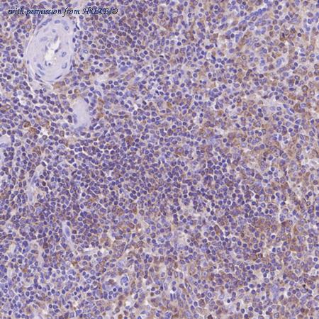 HUABIO HA720087 image 2