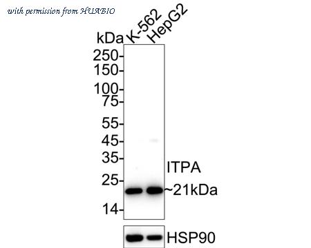 HUABIO HA720093 image 1