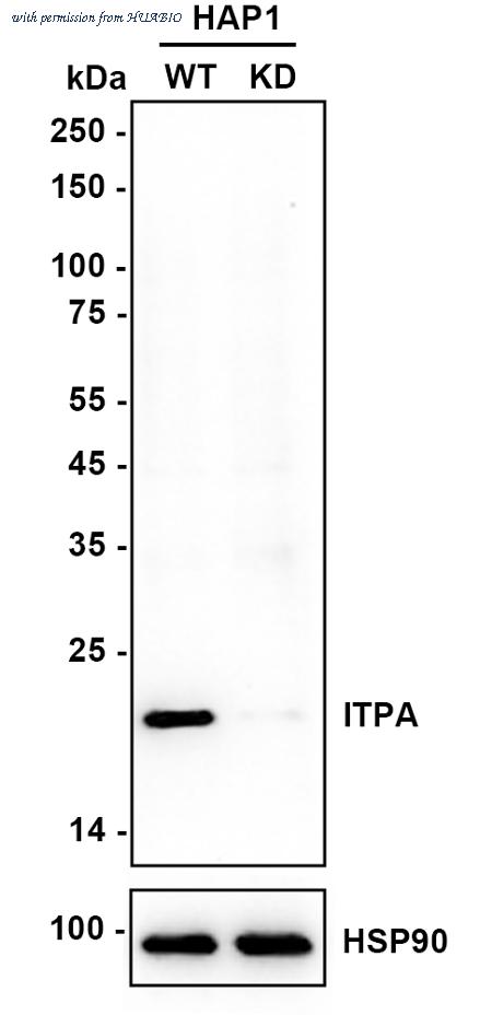 HUABIO HA720093 image 2
