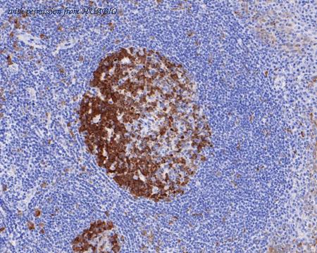 HUABIO HA720100 image 2