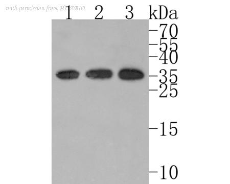 HUABIO HA720101 image 1