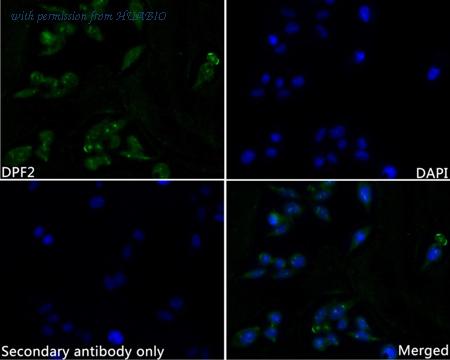 HUABIO HA720105 image 2