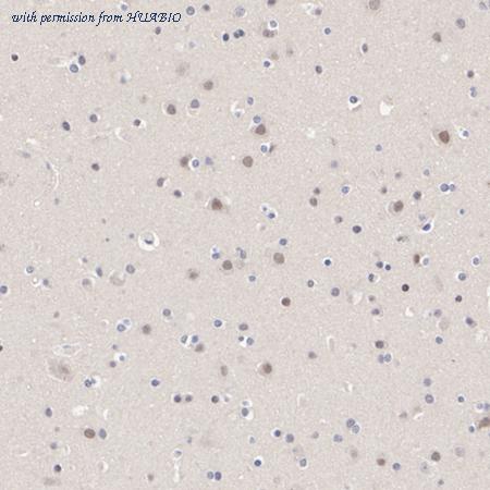 HUABIO HA720105 image 3