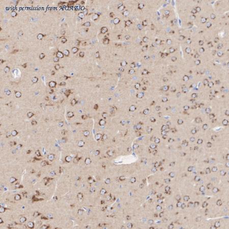 HUABIO HA720107 image 3