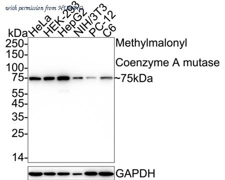 HUABIO HA720108 image 1
