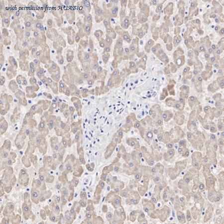 HUABIO HA720108 image 3