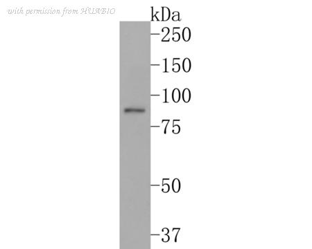 HUABIO HA720109 image 2