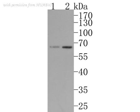 HUABIO HA720110 image 1
