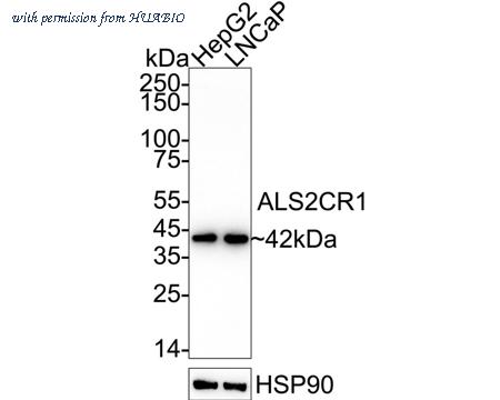 HUABIO HA720111 image 1