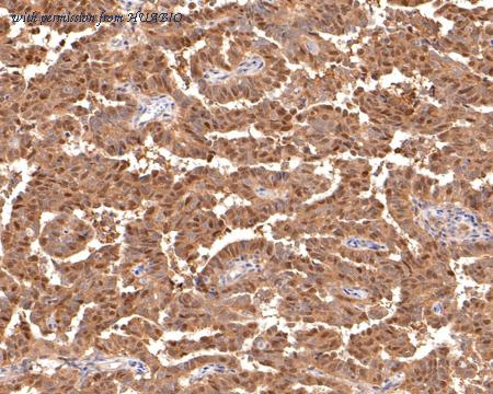 HUABIO HA720111 image 3