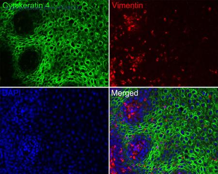 HUABIO HA720128F image 1
