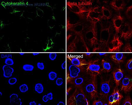 HUABIO HA720128F image 2