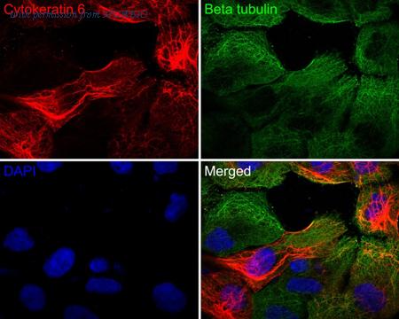 HUABIO HA720143F image 1