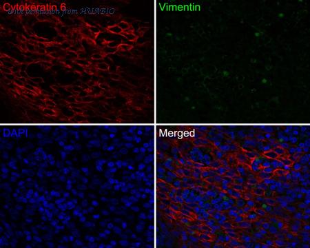 HUABIO HA720143F image 2