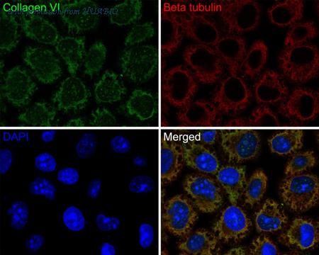 HUABIO HA720155F image 1