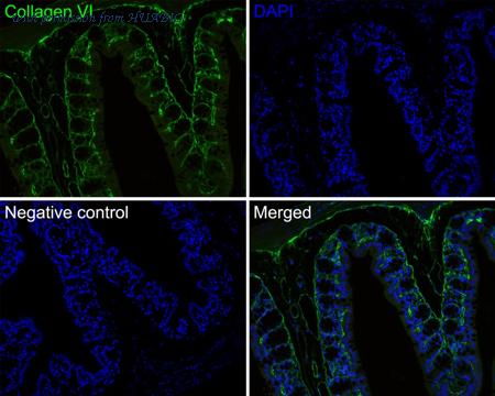 HUABIO HA720155F image 2