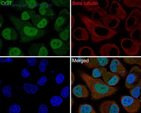 HUABIO HA720156F image 1