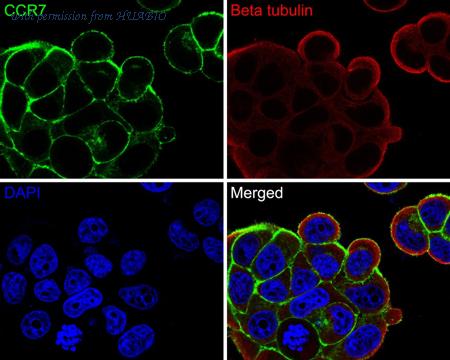 HUABIO HA720157F image 1
