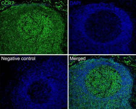 HUABIO HA720157F image 3