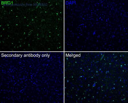 HUABIO HA720177F image 1