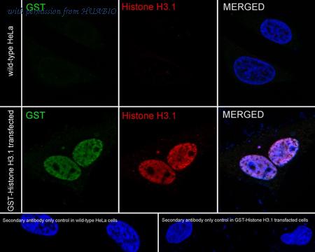 HUABIO HA720225F image 1