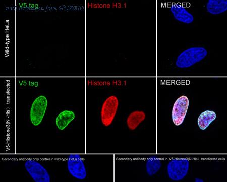 HUABIO HA720227F image 1
