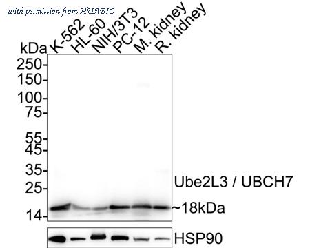 HUABIO HA721005 image 1