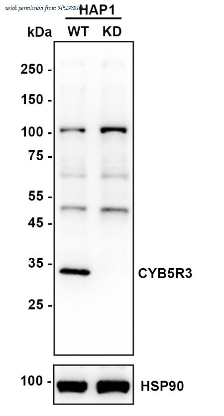 HUABIO HA721008 image 1