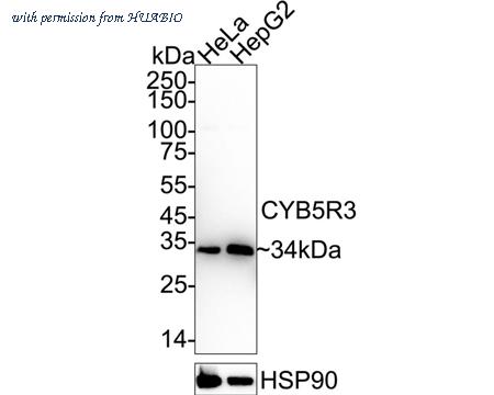 HUABIO HA721008 image 2