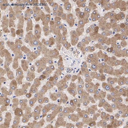 HUABIO HA721008 image 3