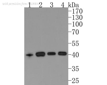 HUABIO HA721010 image 1