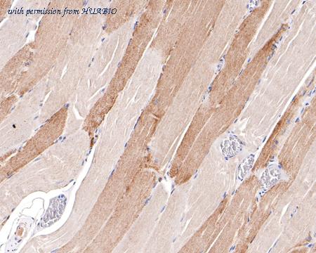 HUABIO HA721010 image 3