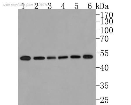 HUABIO HA721014 image 1