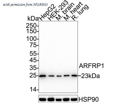 HUABIO HA721020 image 1