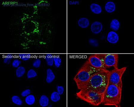 HUABIO HA721020 image 2