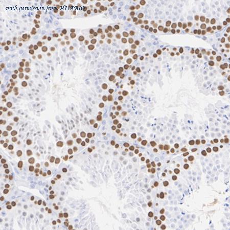 HUABIO HA721021 image 3