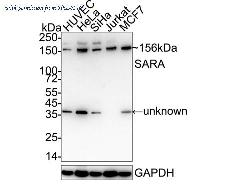 HUABIO HA721023 image 1