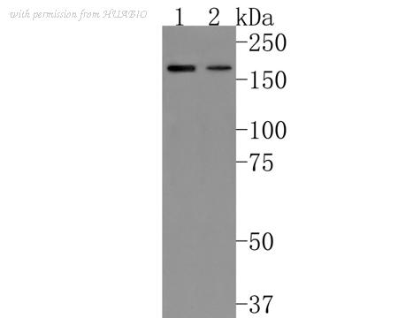 HUABIO HA721023 image 2
