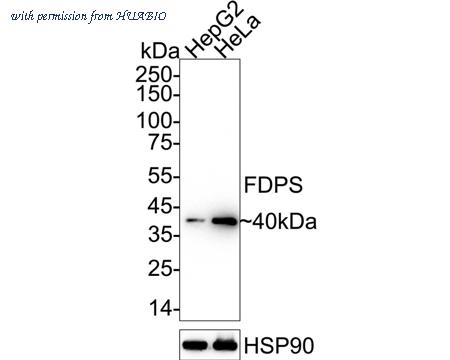 HUABIO HA721031 image 1