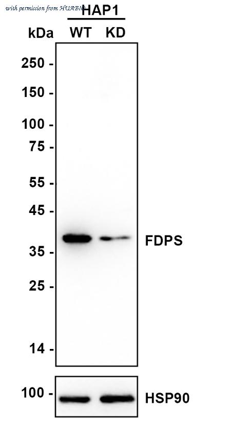 HUABIO HA721031 image 2