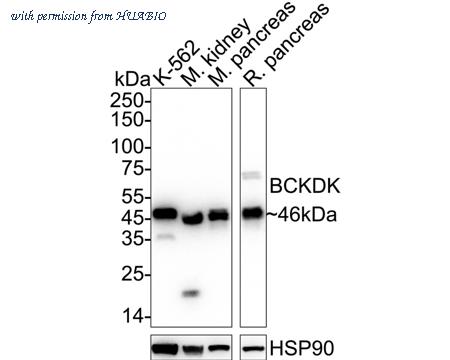 HUABIO HA721032 image 2